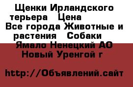 Щенки Ирландского терьера › Цена ­ 30 000 - Все города Животные и растения » Собаки   . Ямало-Ненецкий АО,Новый Уренгой г.